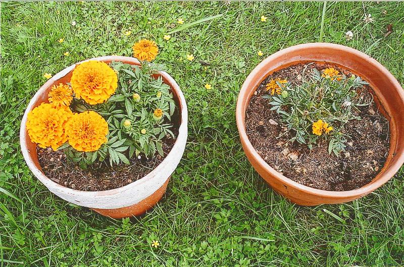 Die Testgärtnerin Marianne Wagner dokumentierte eindringlich den Unterschied. Im Bild links sieht man die wunderbar blühende Tagetes im zuvor mit „Schnexagon“ schneckensicher gemachten Blumentopf. 