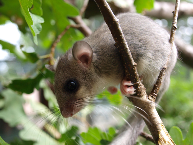 Dormice (Glis glis) in a tree