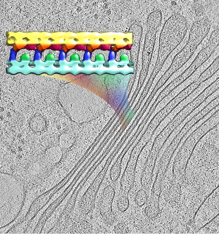 The image shows the 3D molecular structure of a membrane-linking protein array (color), extracted from a cryo-tomogram of the native Golgi (greyscale). 