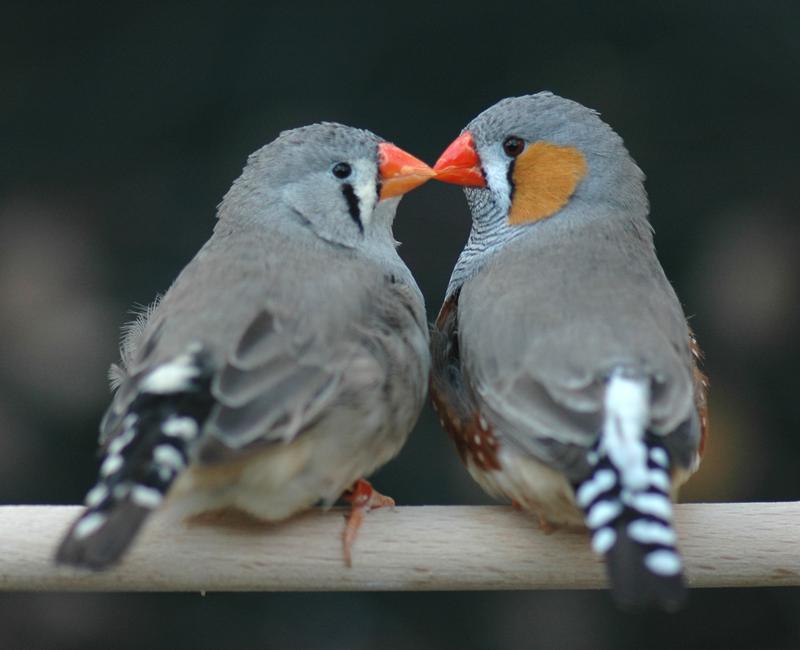 Free mate choice enhances fitness in zebra finches