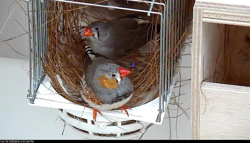 Pairs that resulted from free mate choice were more successful rearing their young from hatching to independence