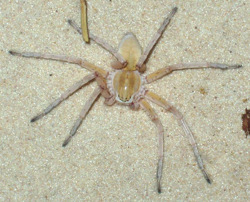 Die Spinne bleibt wohl dank spezieller Borstenbüschel an der Sandoberfläche.  
