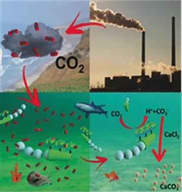 CO2 Kreislauf und Fixierung im Wasser