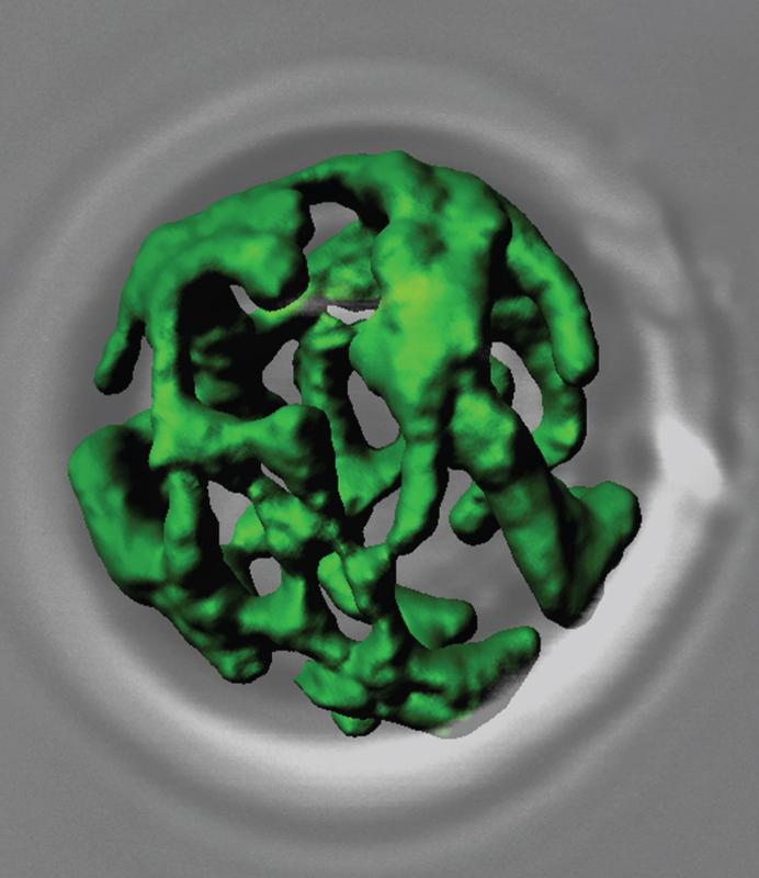 Netzwerkartige Struktur von Mitochondrien (grün gefärbt) aus dem Modellorganismus der Bäckerhefe.