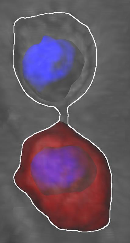 Neurale Stammzellen bilden während Zellteilung Diffusionsbarriere. Die weisse Linie markiert die Umrisse der Stammzelle, blau gefärbt ist die DNA der Zellen.