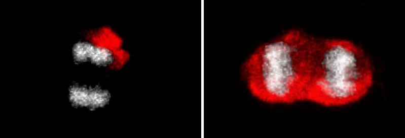 Neurale Stammzellen verteilen beschädigte Proteine (rot) mithilfe einer Diffusionsbarriere ungleich (DNA grau). Mit dem Altern der Stammzelle wird Barriere schwächer und Verteilung gleichmässiger.