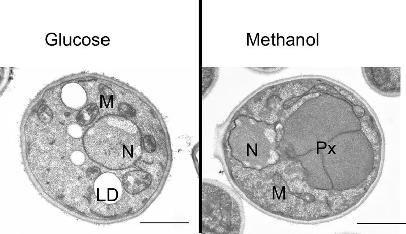 Links normale Pichia-Zellen, die auf Glucose gewachsen sind. Rechts: deutlich sichtbar die Peroxisomen (Px), in denen Methanol in die zelluläre Biomasse eingebaut wurde.