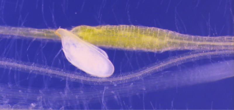 The beet cyst nematode (Heterodera schachtii) sucks at a plant root. The pest reprogrammes the root with a plant hormone. 