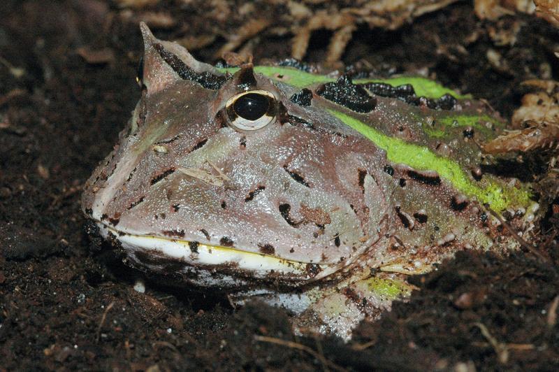 The horned frog (Ceratophrys cranwelli) hunts by burying itself in loose soil, staying motionless and waiting for prey 