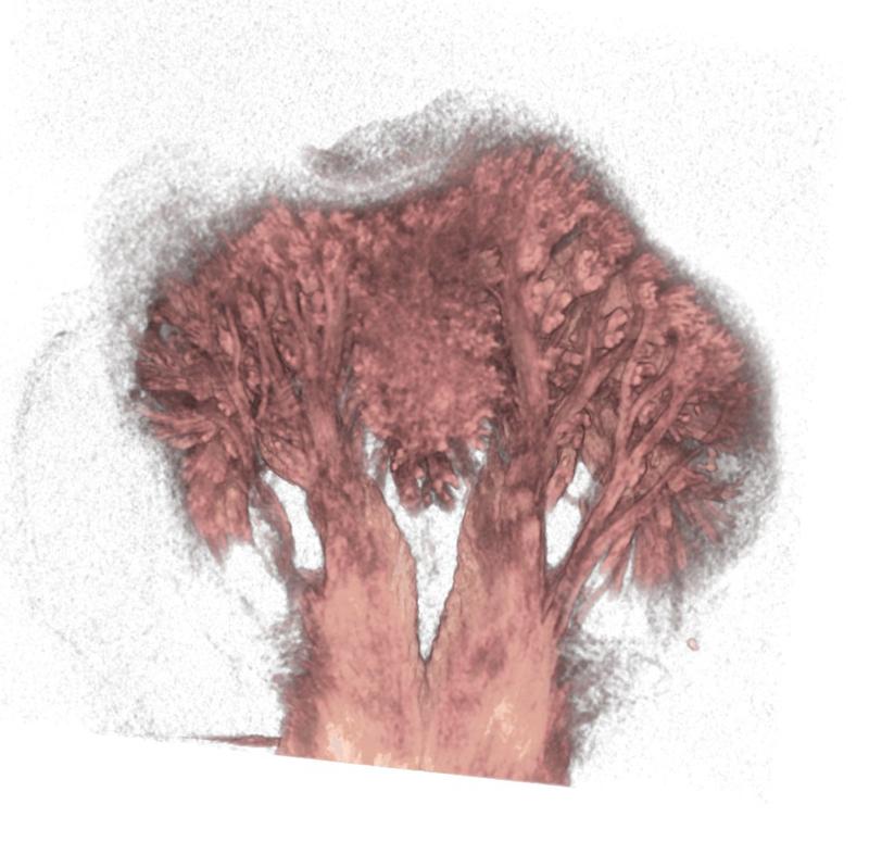 Micro-CT image of a frog's tongue: The muscle fibres (in red) are spread evenly across the entire surface of the tongue.