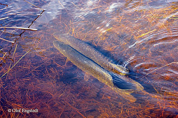 Two northern pike (Esox lucius) returning to spawn in the stream where they were born. They will soon emigrate back to the Baltic Sea, where individuals originating from different streams coexist.