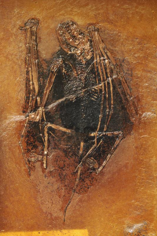 Die untersuchte Fledermaus-Art Palaeochiropteryx tupaiodon hatte vor 48 Millionen Jahren rot-braunes Fell. 