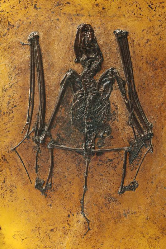 Das UNESCO Welterbe Grube Messel ist bekannt für die exzellente Erhaltung von Fossilien – wie hier an der untersuchten Fledermaus-Art Palaeochiropteryx tupaiodon zu erkennen. 