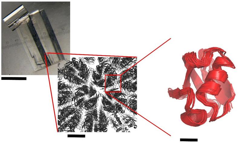 Zoom ins Kristallgitter: Unter dem Mikroskop sichtbarer Kristall (Bild links). Rechts die 3D-Struktur eines einzelnen Proteinmoleküls, mit angedeuteten schwachen Restbewegungen.
