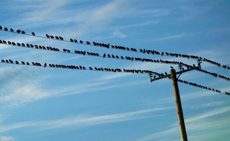 Der Vogelzug wird im ersten Vortrag des Seniorenkollegs im Mittelpunkt stehen.