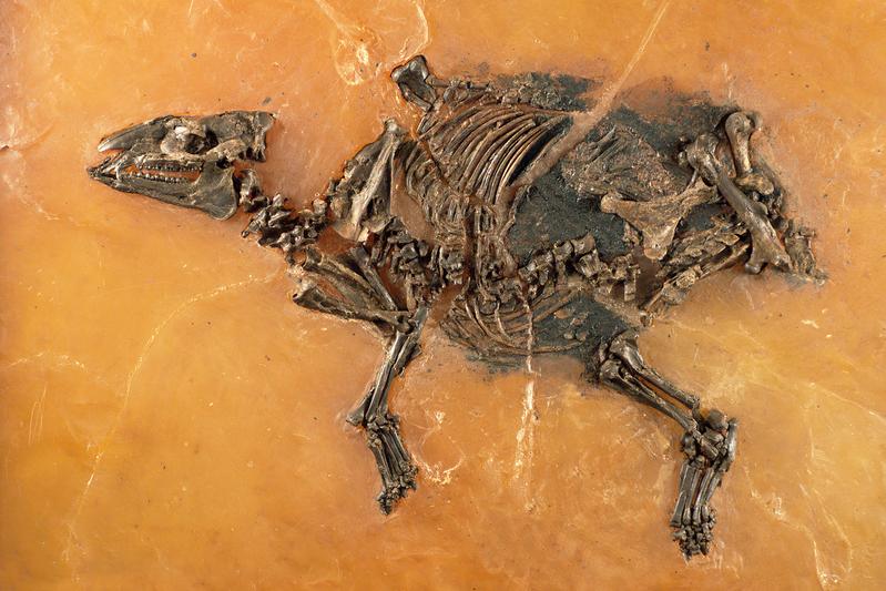 Trächtige Urpferdchen-Stute (Eurohippus messelensis) 