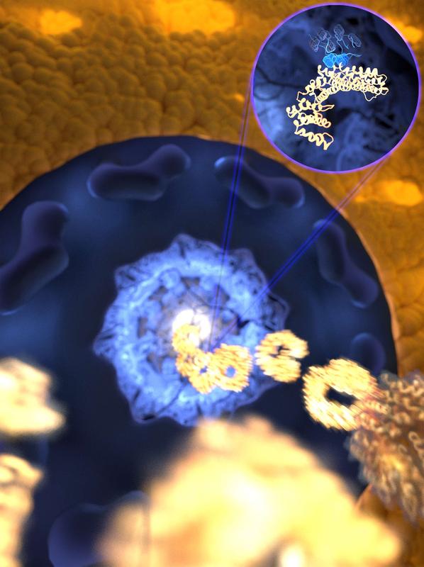 Durch die ultraschnelle, aber zugleich gezielte Bindung rast der Rezeptor (gold) durch die mit ungeordneten Proteinen gefüllte Pore in den Zellkern, während unerwünschte Moleküle ferngehalten werden.