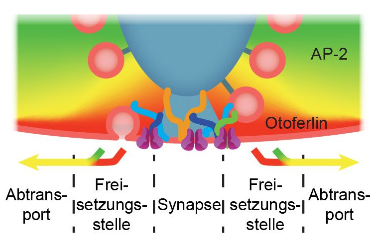 Abb. 1: „Reinigung“ der Freisetzungsstellen für synaptische Bläschen an der Bänder-Synapse. 