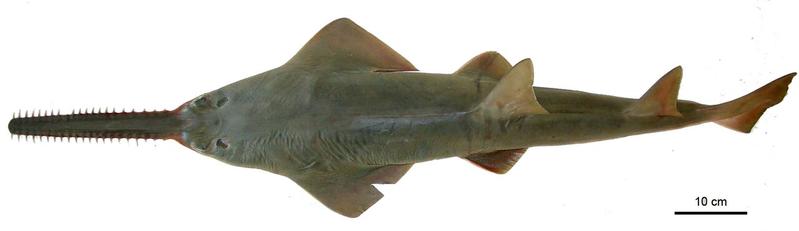 Heute lebender Zwergsägerochen 'Pristis clavata'.