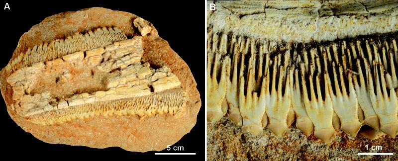 A. Fossiler Sägerochen (Schizorhiza stromeri) aus Marokko; B. Übereinander und verschachtelt liegende Zähne von Schizorhiza stromeri.