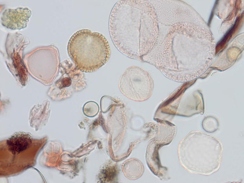 Winzige Pollen geben Auskunft über die Klimageschichte.  