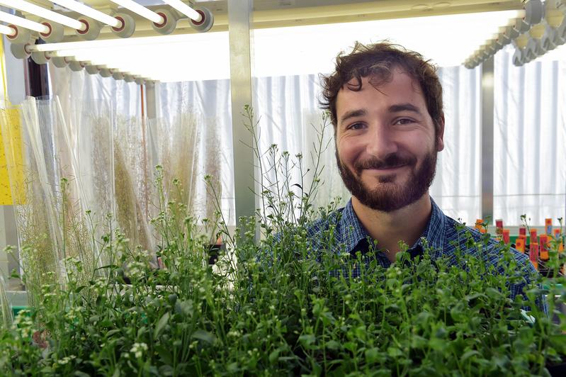 Post-graduate student Florian Rümpler is the lead author of the publication, which explains how phytoplasmas destroy the life cycle of plants. 
