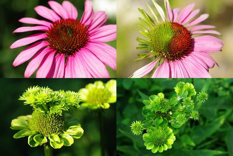 Instead of blossoms (top left), phytoplasma infected plants (asters in this case) form vestigial leafs (top right) as well as vegetative shoots (bottom). 