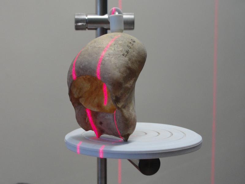 Mittels 3D-Laseroberflächenabtastung wurden die Zungenbeine von Brüllaffen untersucht.