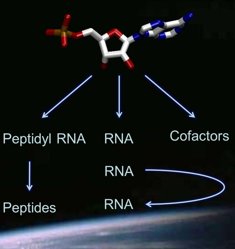 (Peptidyl-RNA, Peptides, Co-factors)