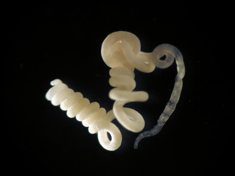 Research on simple model systems such as these worms is revealing how animals, including humans, benefit from their bacterial inhabitants.