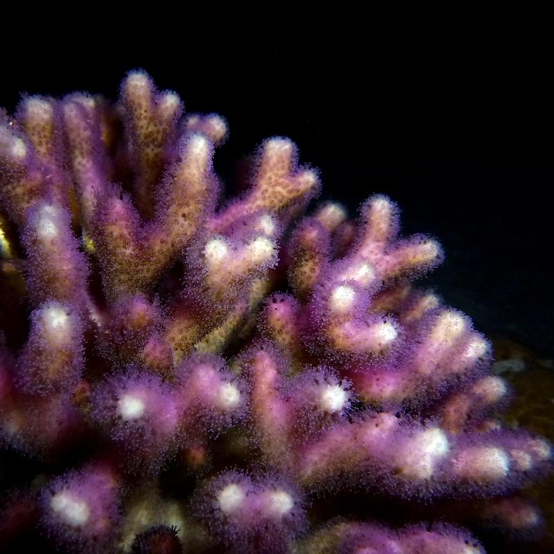 Eine der untersuchten Korallenarten (die Griffelkoralle Stylophora) mit geöffneten Polypententakeln bei Nacht 