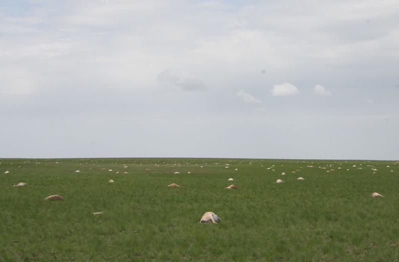 150.000 Saigas erlagen im Mai 2015 innerhalb wenige Wochen einer hämorrhagischen Septikämie. Mindestens 65 % der größten Population in Kasachstan sind damit verschwunden. 