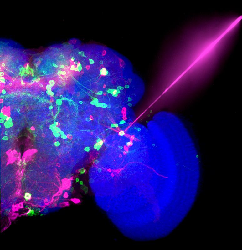 Im abgebildeten Fruchtfliegenhirn sind die Magenta-gefärbten Zellen genetisch so verändert, dass sie auf einen Lichtimpuls, hier auch Magenta dargestellt regieren. 