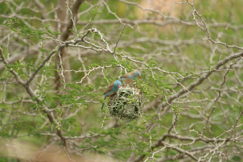 Blaukappen-Schmetterlingsfinken (Uraeginthus cyanocephalus) inspizieren das Nest eines Jackson-Webers (Ploceus jacksoni).