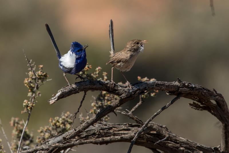 Ein Pärchen Weißflügel-Staffelschwänze (Malurus leucopterus) aus Australien