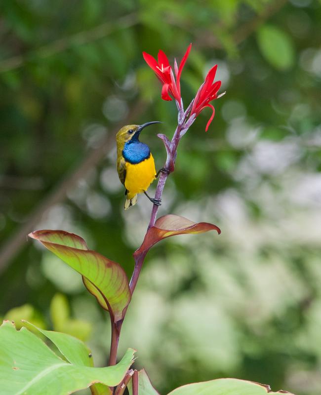 Männlicher Grünrücken-Nektarvogel (Cinnyris jugularis). Diese Art kommt vom südlichen China bis zu den Philippinen sowie von Malaysia bis Nordost-Australien vor.