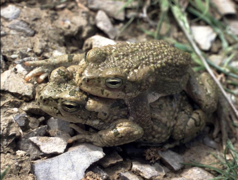 Tetraploide Kröten (Bufo oblongus) aus Turkmenistan in Zentralasien: Die Tiere kommen mit extremen Lebensbedingungen in Wüsten aus, sofern es dort temporäre Wasserstellen gibt. 