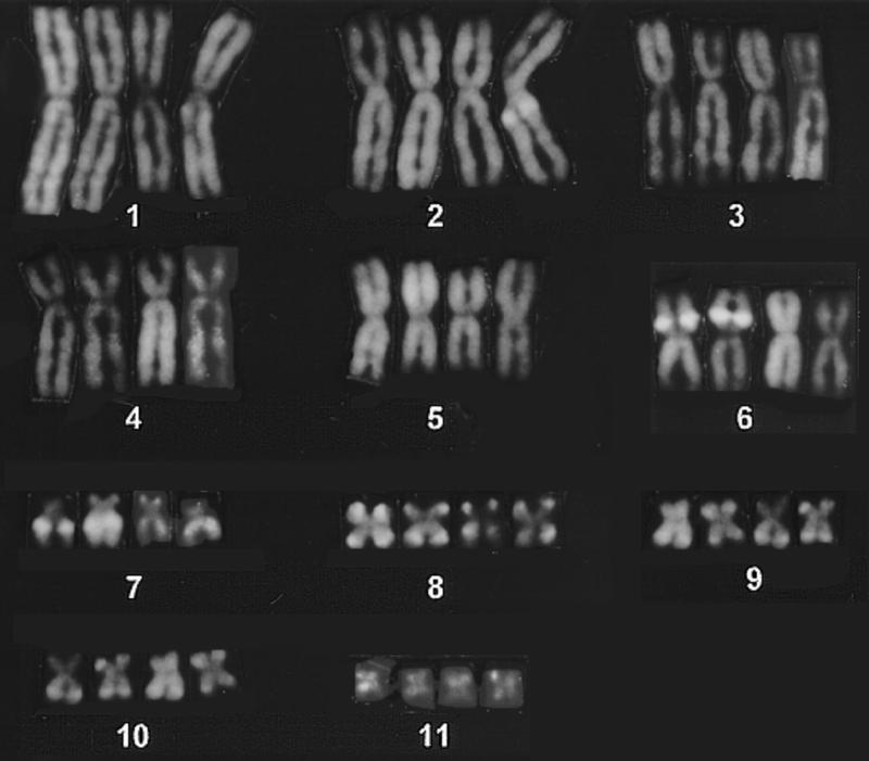 Tetraploider Karyotyp: Jedes Chromosom ist vierfach vorhanden. Die unterschiedliche Bänderung der Chromosomen Nummer 6 gibt einen Hinweis auf den Hybridcharakter der tetraploiden Kröten