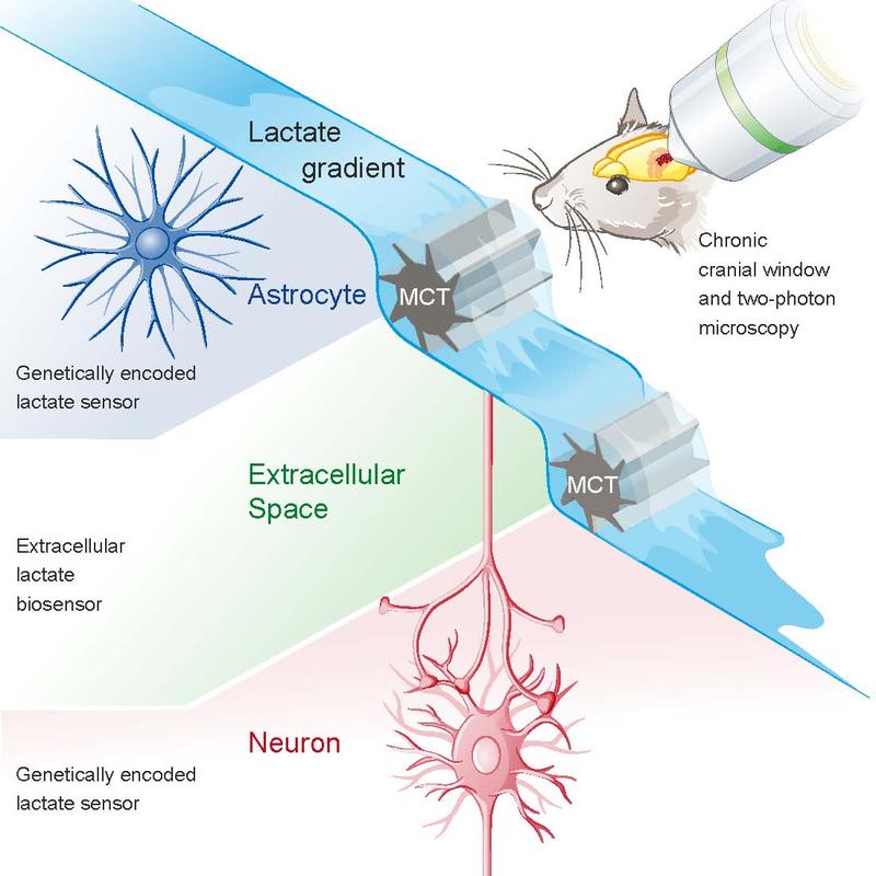 Grafik des Mechanismus