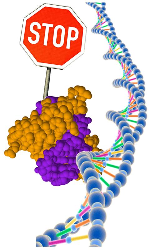 Gerichtete DNA-Methylierung zur Abschaltung der Expression von Onkogenen