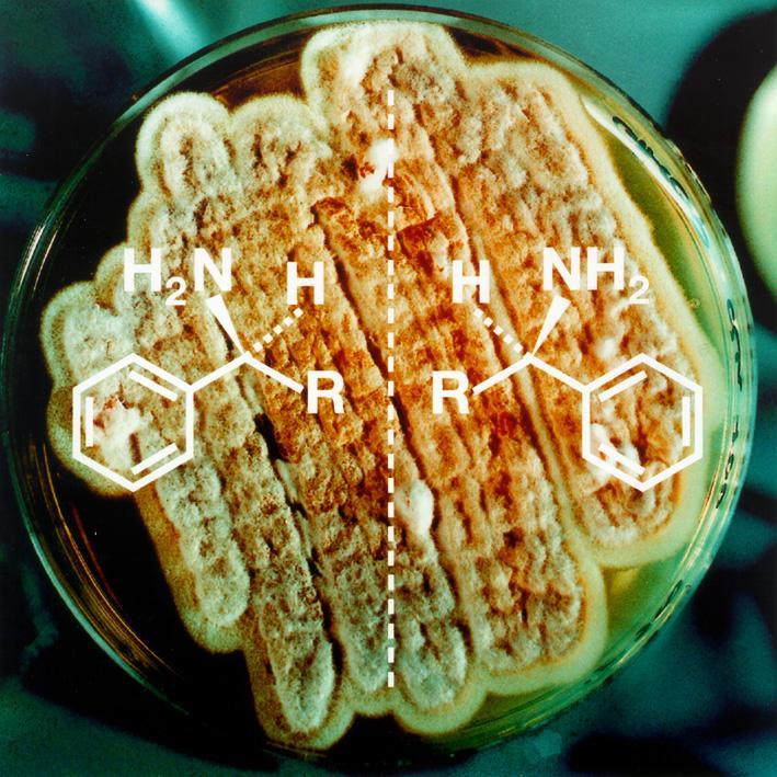 Chirale Verbindungen, die sich wie Bild und Spiegelbild verhalten, haben häufig eine unterschiedliche biologische Wirkungsweise. Daher wird bei der Herstellung von Wirkstoffen nur eines der beiden Enantiomere benötigt (Foto: BASF).