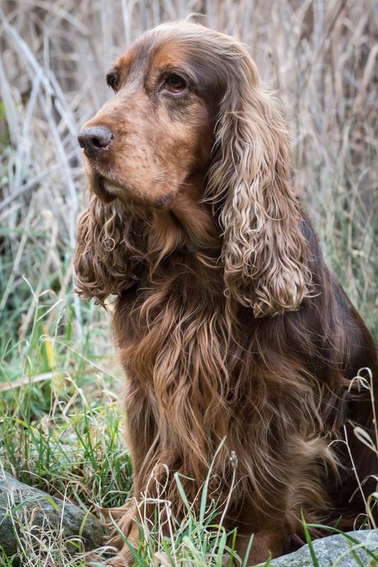 MDCK (Madin-Darby canine kidney) cell lines derived of an english cocker spaniel are used in cancer research to determine the molecular basis of malignancies in dogs. 