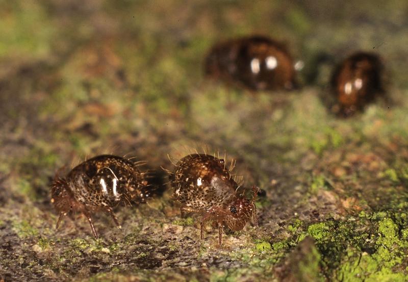 Fühlen sich die kleinen Insekten bedroht, „retten“ sie sich mit Hilfe eines Sprungorgans. 