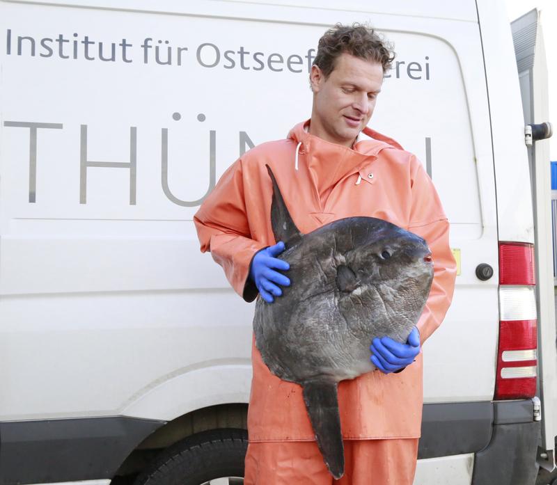  Junger Mondfisch aus der Mecklenburger Bucht, dem Thünen-Institut für Ostseefischerei von einem Fischer zur Verfügung gestellt für wissenschaftliche Untersuchungen und Entnahme von Genproben 
