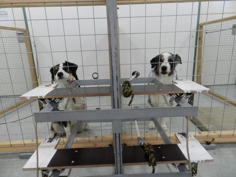 Der Entscheider-Hund (rechts) kann dem Empfänger-Hund (links) ein Leckerli ermöglichen. 