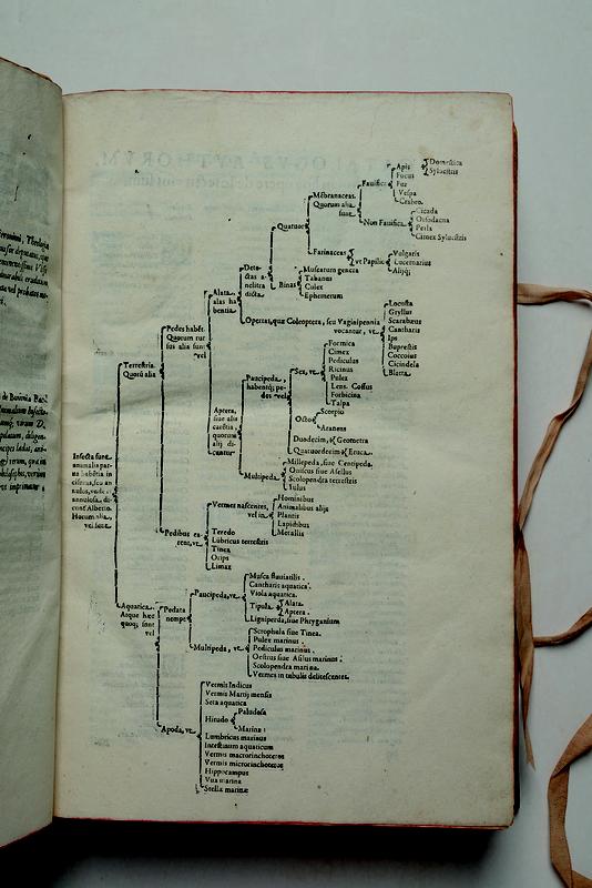 Binärer Bstimmungsschlüssel in Ulysse Aldrovandi (1602): De animalibus insectis