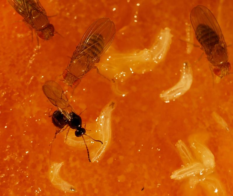 A parasitic wasp (Leptopilina boulardi) lays its eggs into larvae of the vinegar fly Drosophila melanogaster. In nature, many Drosophila larvae are killed this way. 