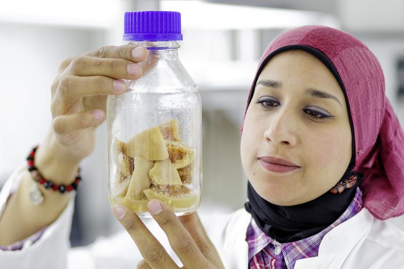 Shimaa Ebrahim, the first author of the study, comes from Egypt and works at the MPI as a PhD student since 2013. She is studying olfactory-directed behavior in Drosophila. 