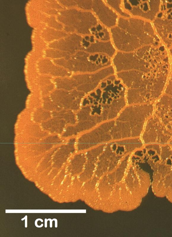 Giant cell of Physarum polycephalum. 