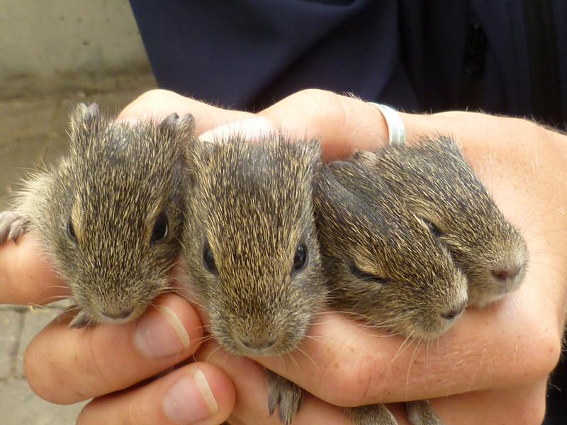 Wildmeerschweinchen